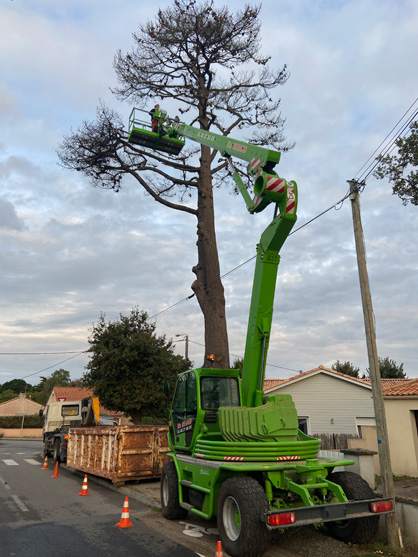 Abattage à Pornic